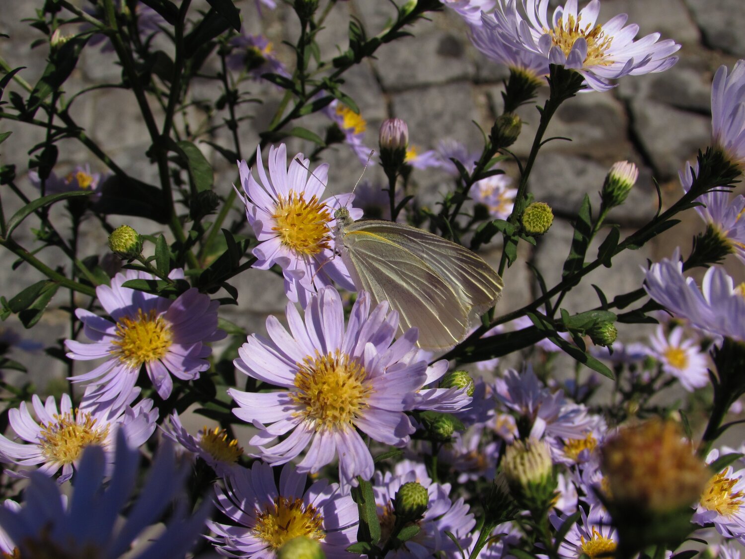 Photo #4928382