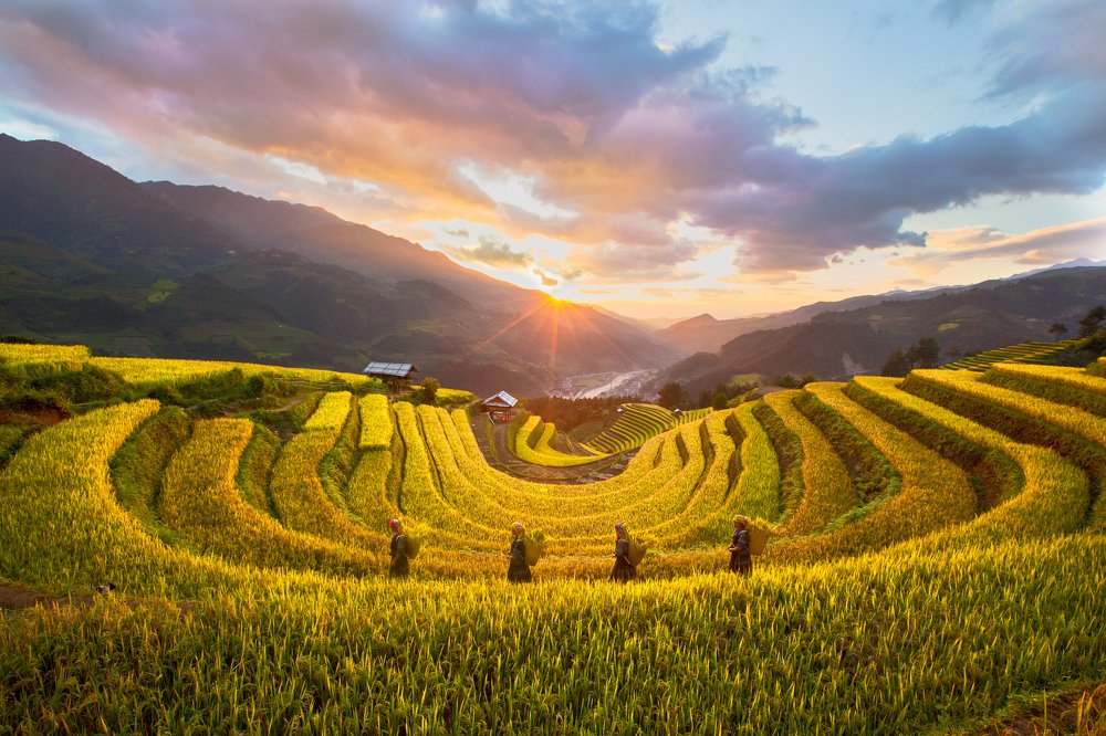 The golden season of rice terrace