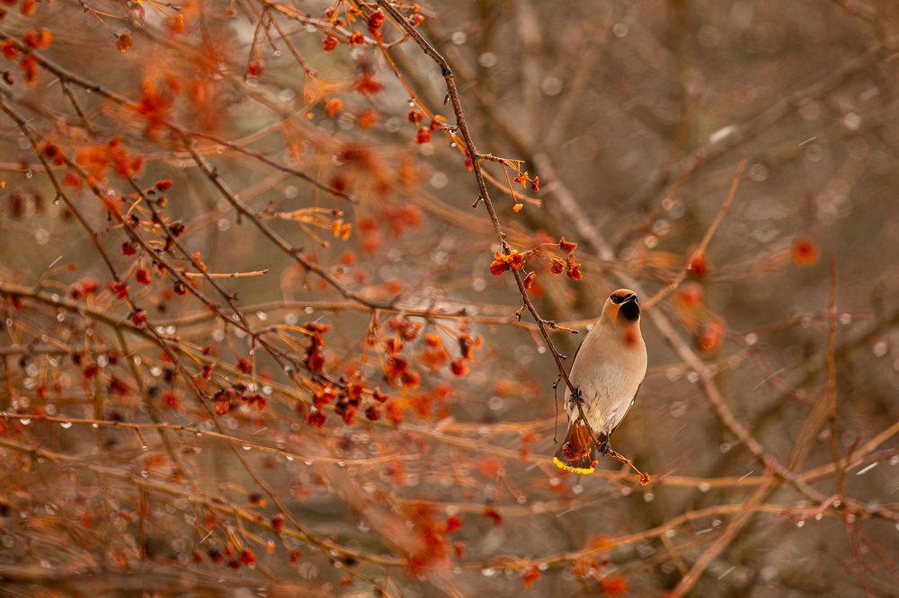 Photograph by Александр Чухланцев