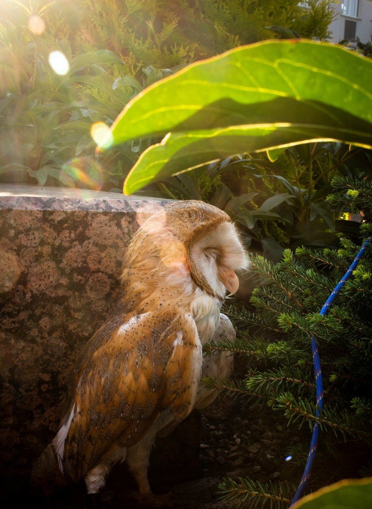 Страдалец для зрелищ