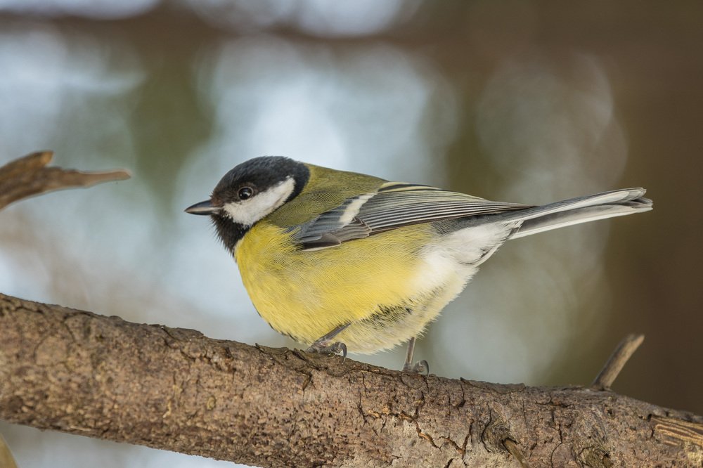 Photograph by Александр Чухланцев