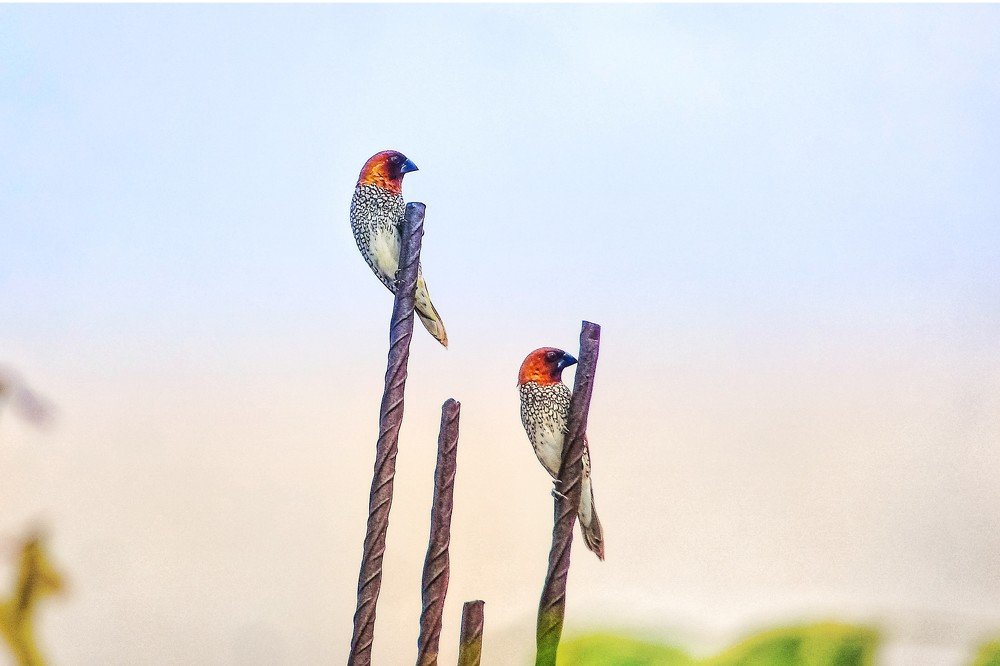 Photograph by Swapnil Bavaria