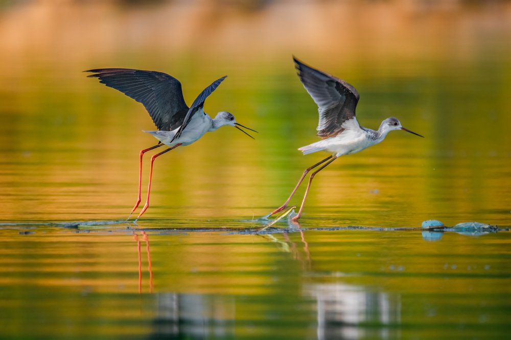 Tranh giành địa bàn