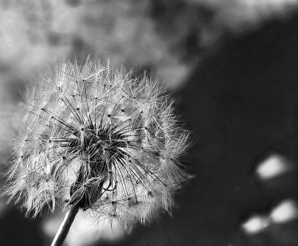 Photograph by Ольга Пумочка-13