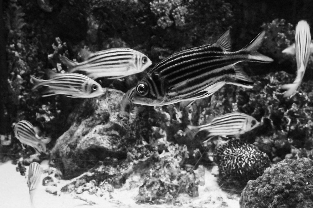 Photograph by Ali Abu Ras