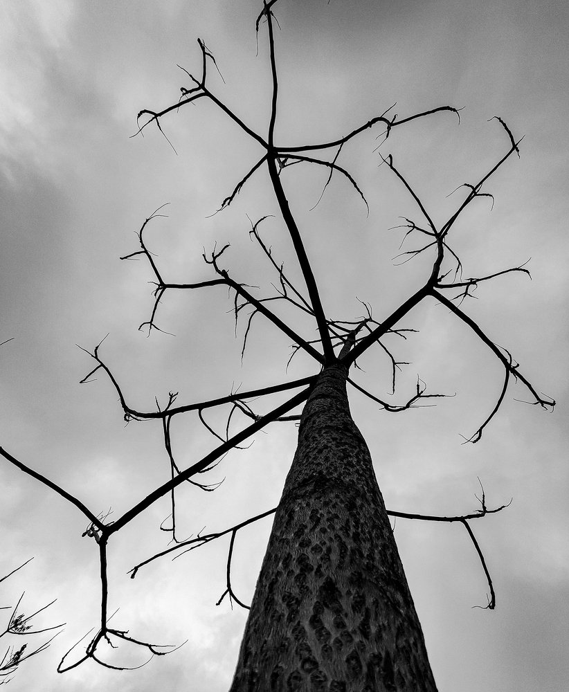 Photograph by Ali Abu Ras