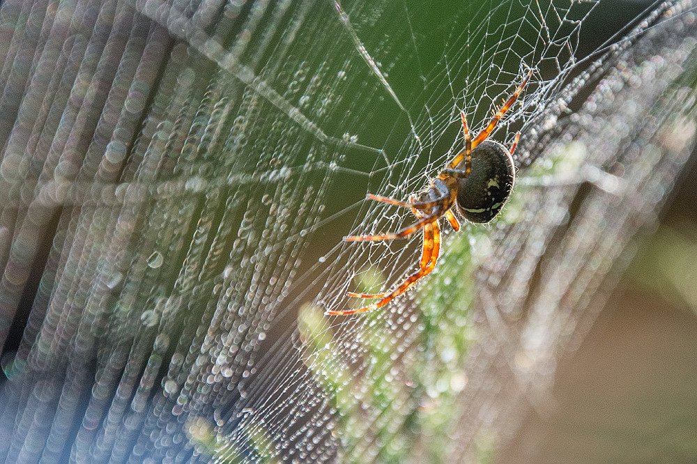 Кружевница