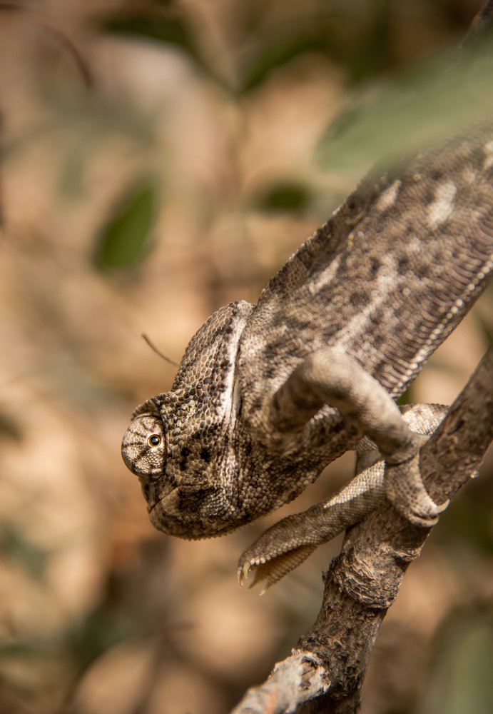 Photograph by Brahim Inknjtaoun