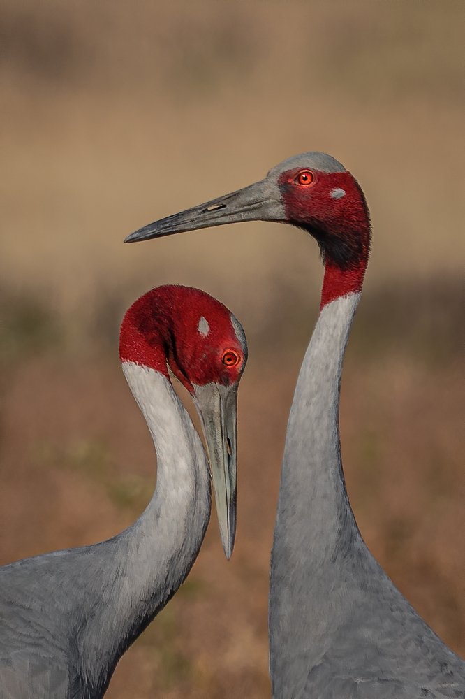 Photograph by Vipul Saxena