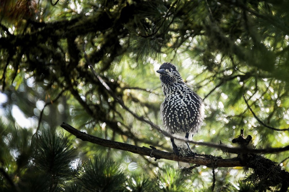 Photograph by Валентин Казанцев