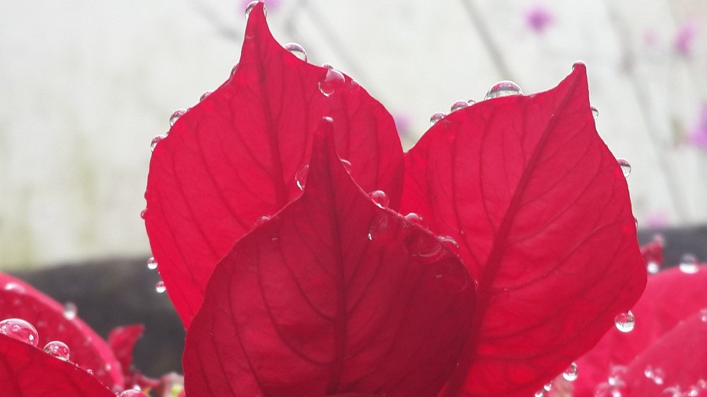 Photo #4929874