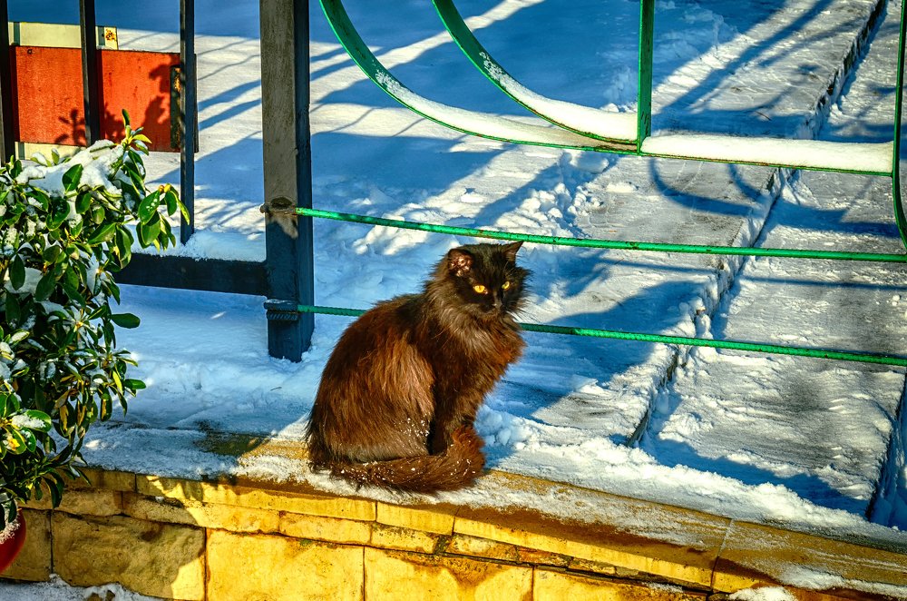 Чёрное на белом.