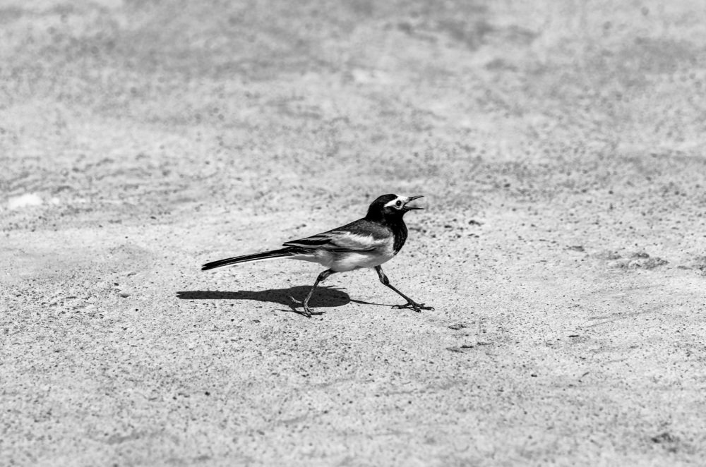 Photograph by Рузаев Дмитрий