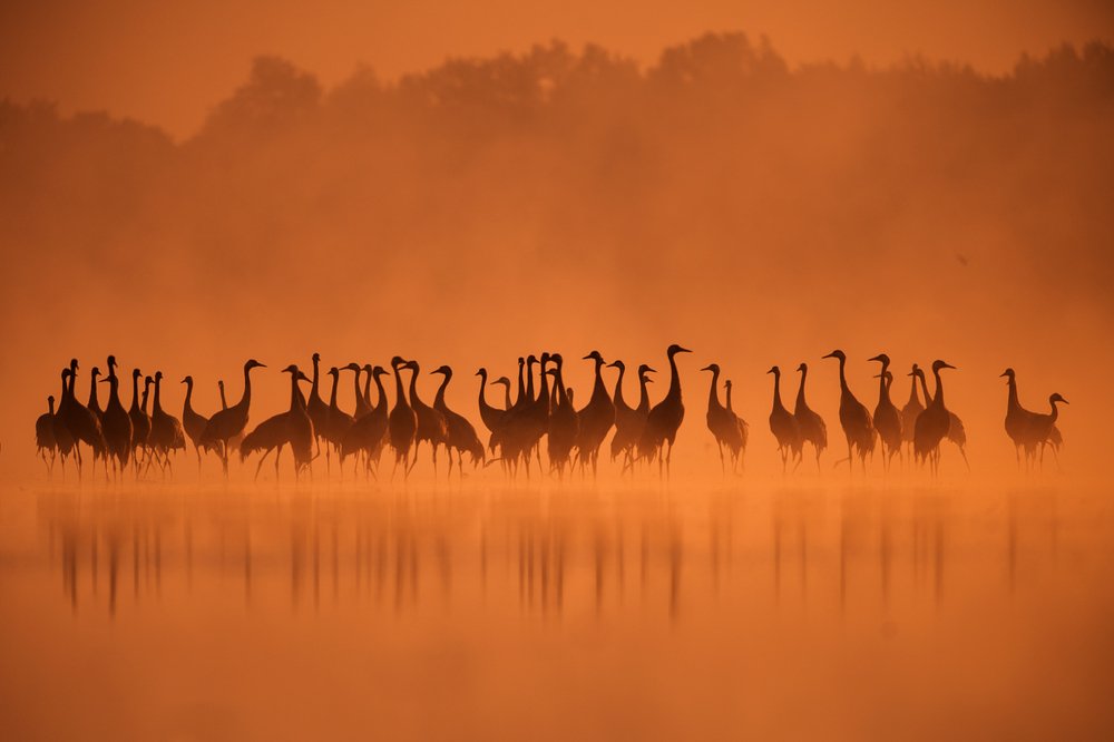 In the gold of the morning