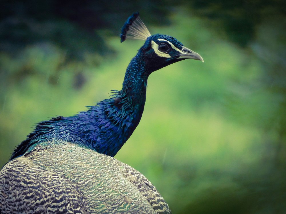 Photograph by LAKHAN YADAV