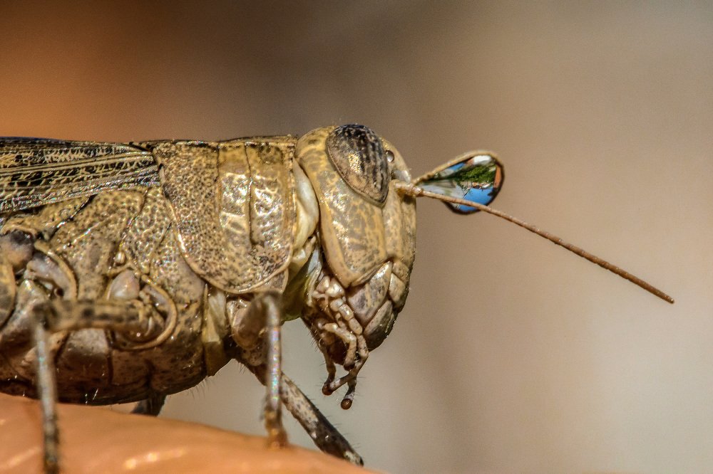 Мокрый кузнечик