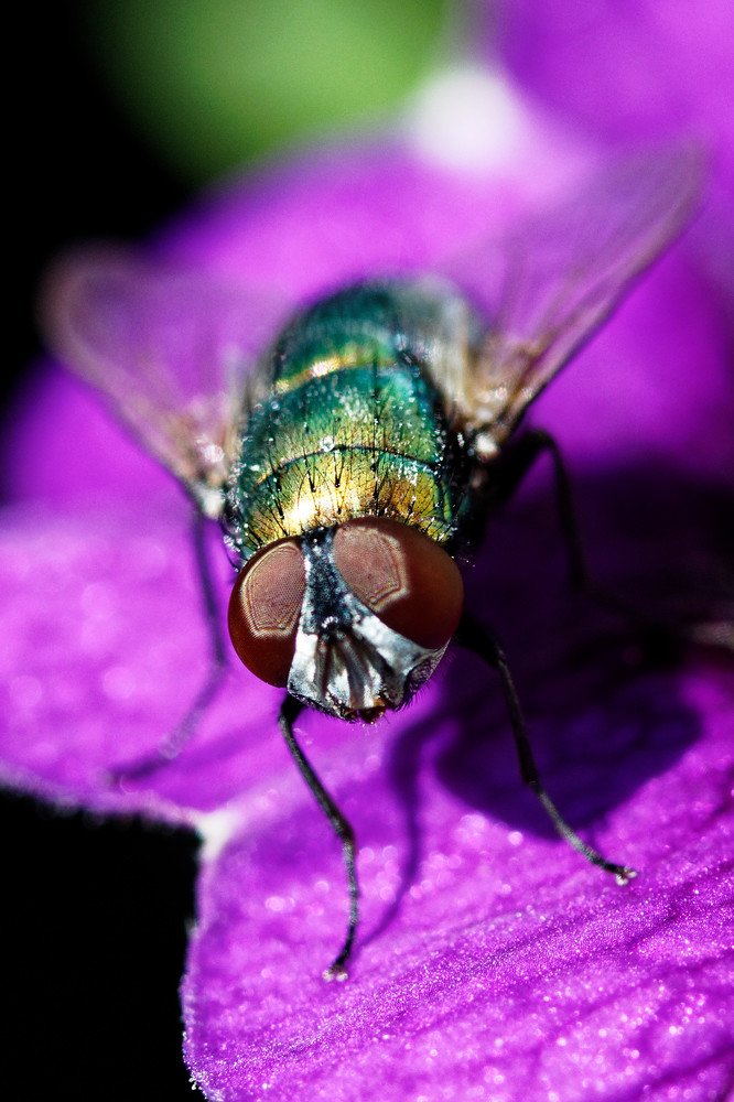 Photograph by Nagy Tibor