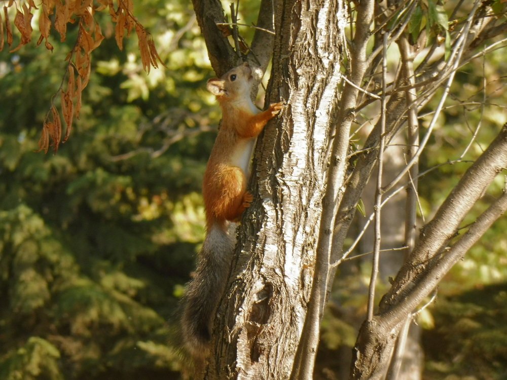 Photograph by Елена Коробкина