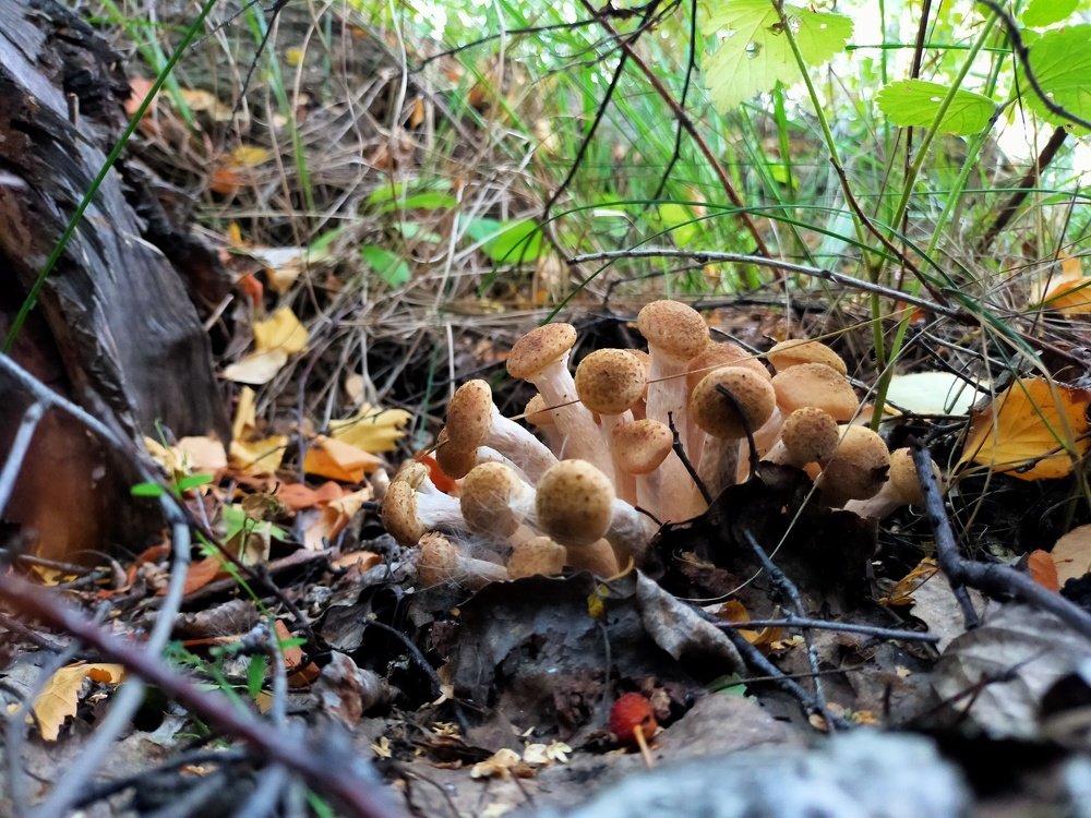 Photograph by Оксана Макарова