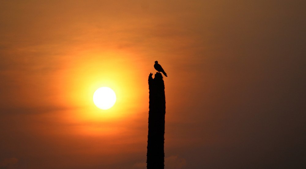 Photograph by Tilak Chakrobarty