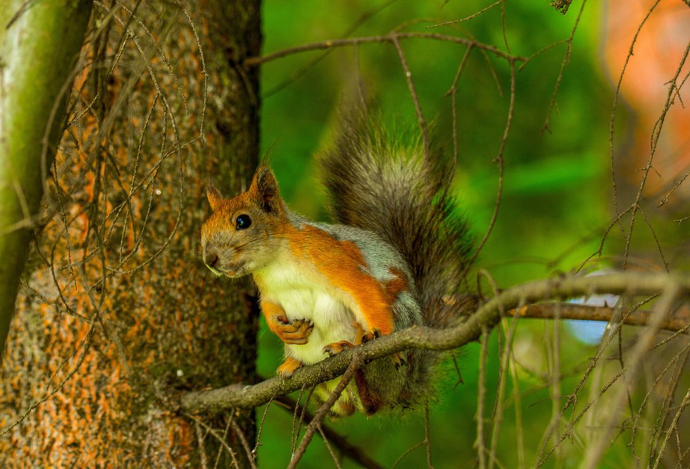 Photograph by Марина Фонарёва