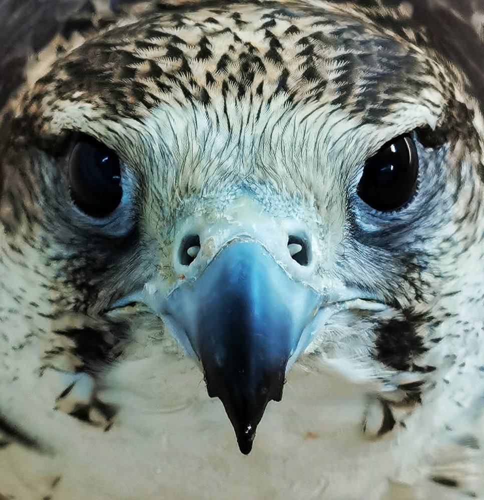 Photograph by Mohammed Elamine Belkhir