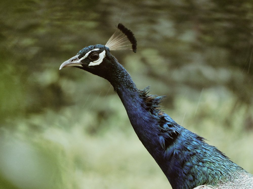 Photograph by LAKHAN YADAV