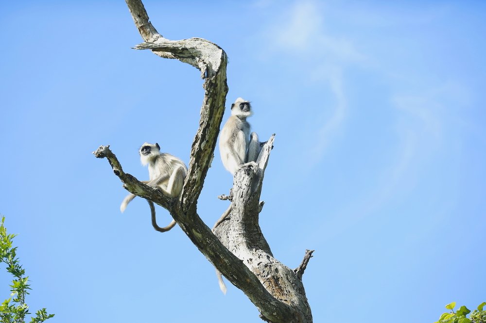 Photograph by Anoop Moidutty