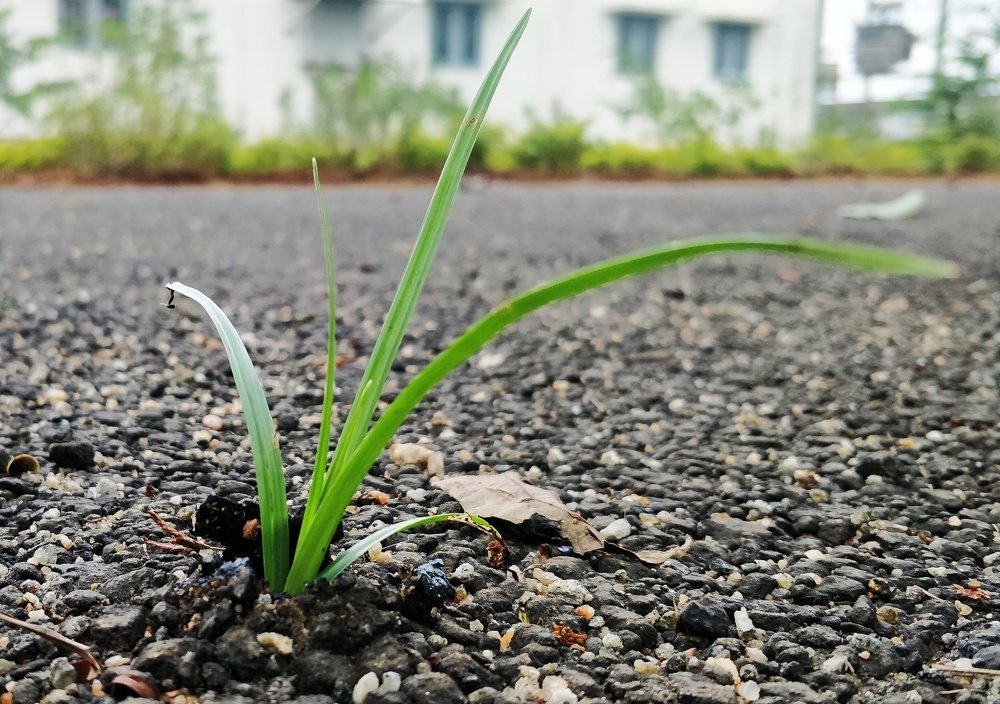 Photograph by Prabhu Viswanathan