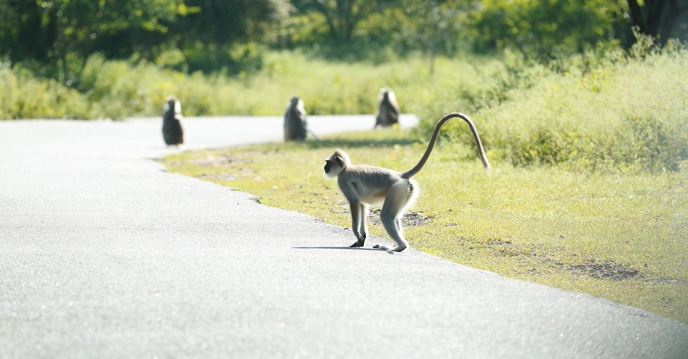 Indian Langurs in their mood