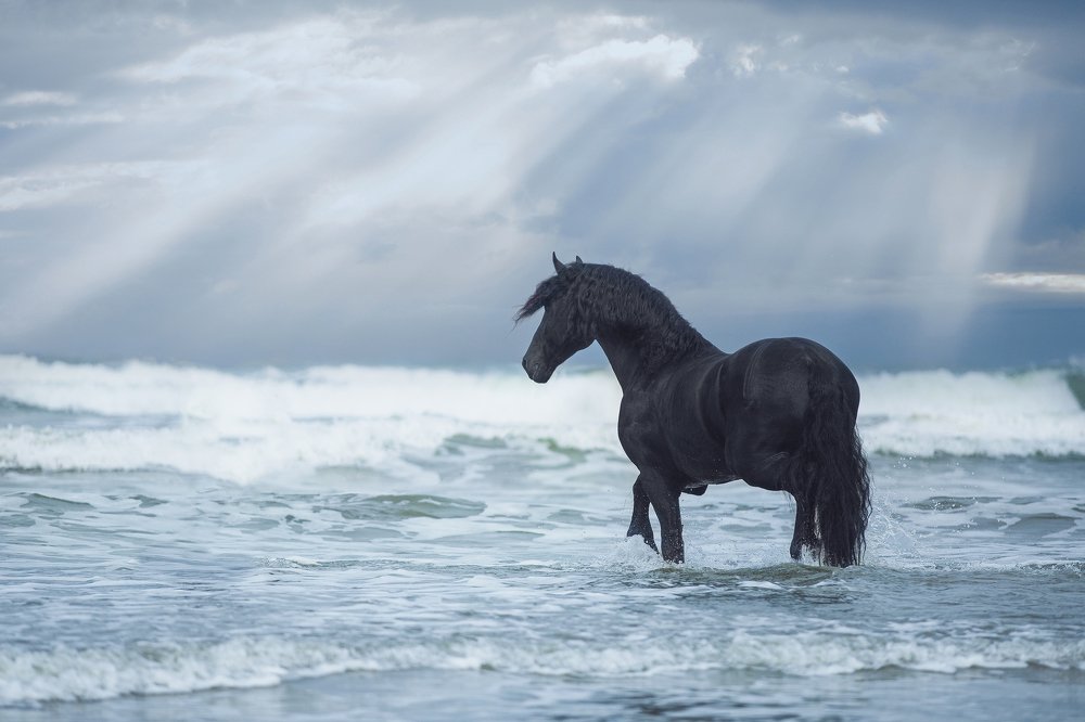 Friesians in the Sea