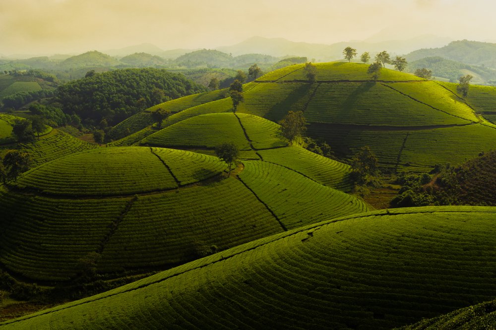 The Green tea hills
