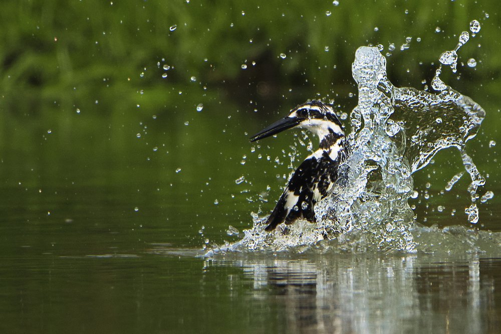 Photograph by Pinak Paul