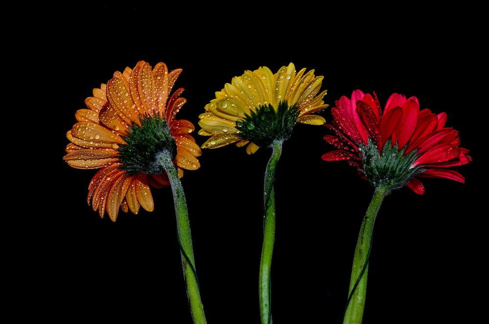 Photograph by Дмитрий Балатский