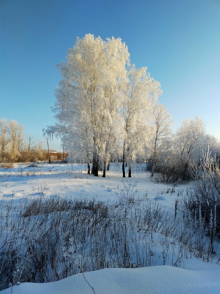 Белые березы