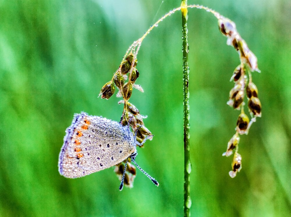 Во власти утренней росы..