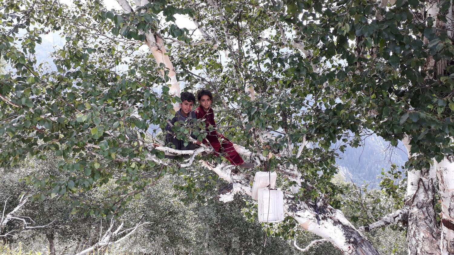 Children of Nomands looking for livestock from a tree