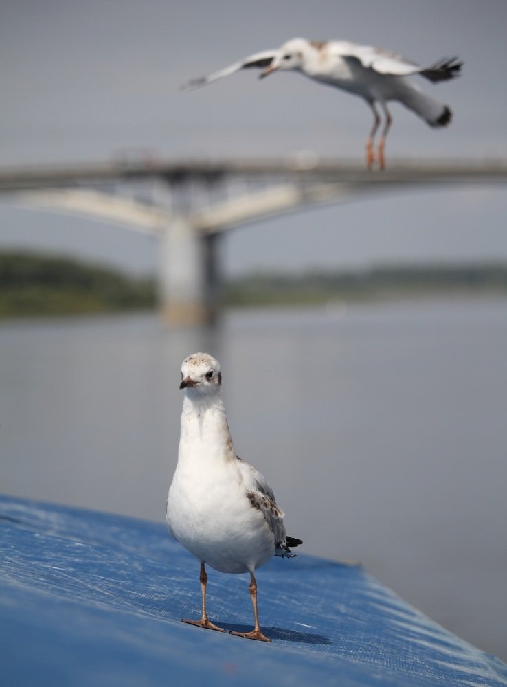Photograph by Ольга Иртуганова