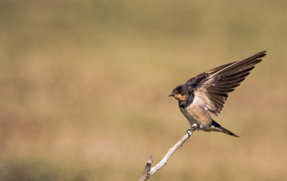 Barn Swallow