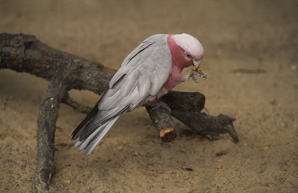 Фотография автора Анна Ватансевер