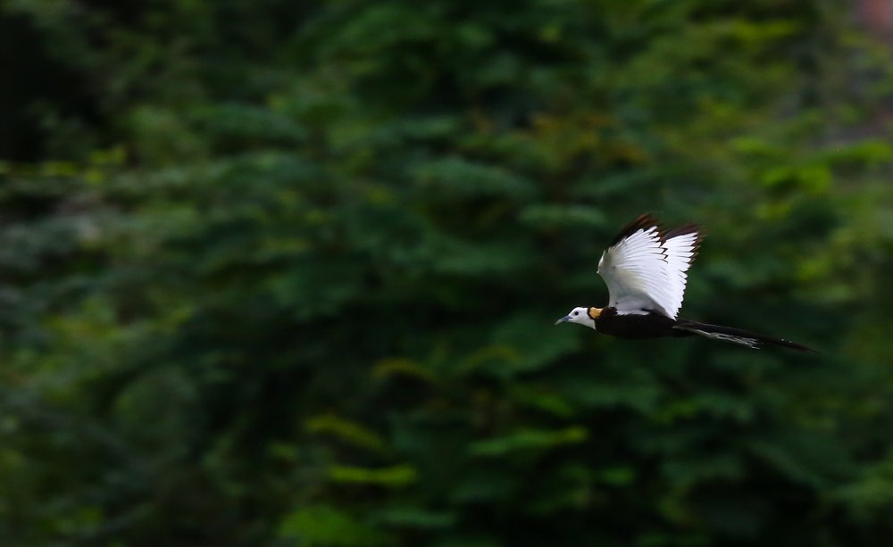 Pheasant-Tailed Jacana