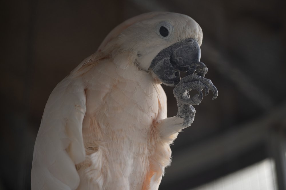 Фотография автора Анна Ватансевер