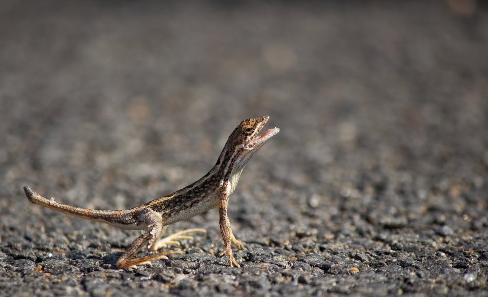 Fan Throated Lizard