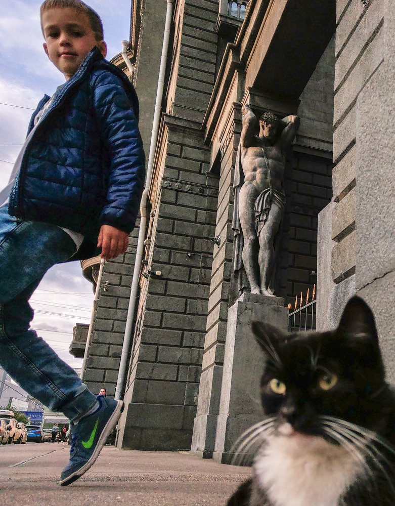 Cat's why