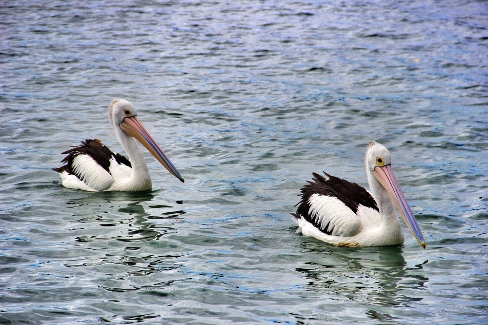 Couple of Pelicans