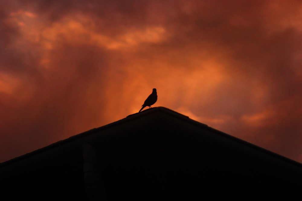 Photograph by Pariz Vidal