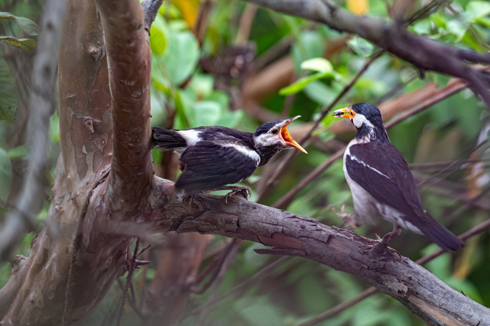 Photograph by Nabarun Majumdar