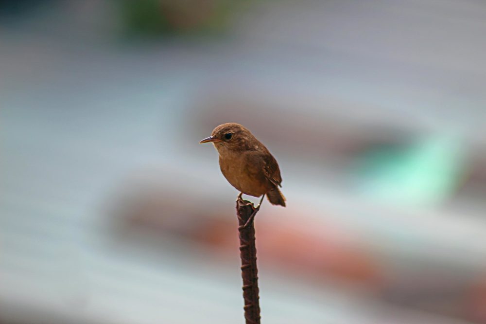 Photograph by Javier Fuentes