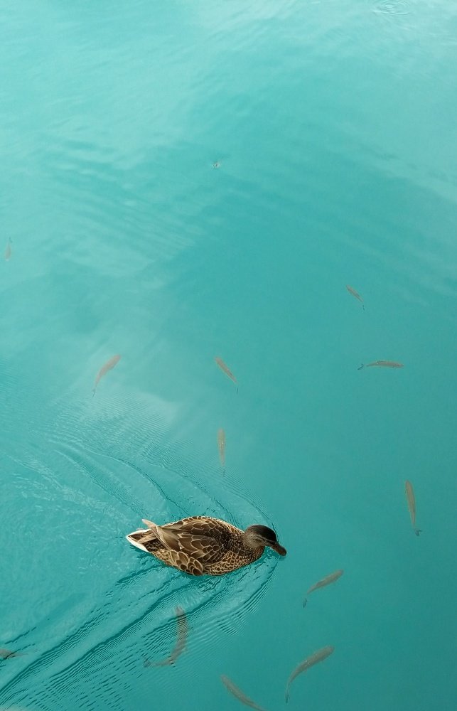 Photo #4933529