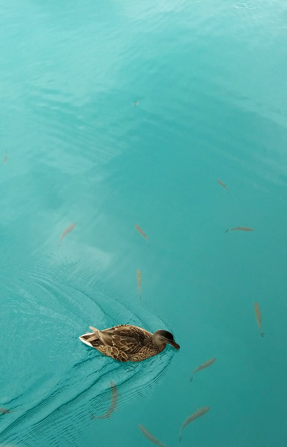 Photo #4933529